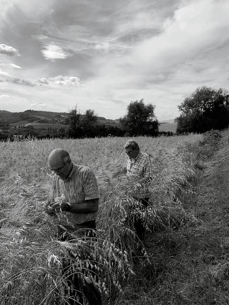 Controllo qualità grano khorasan in Toscana